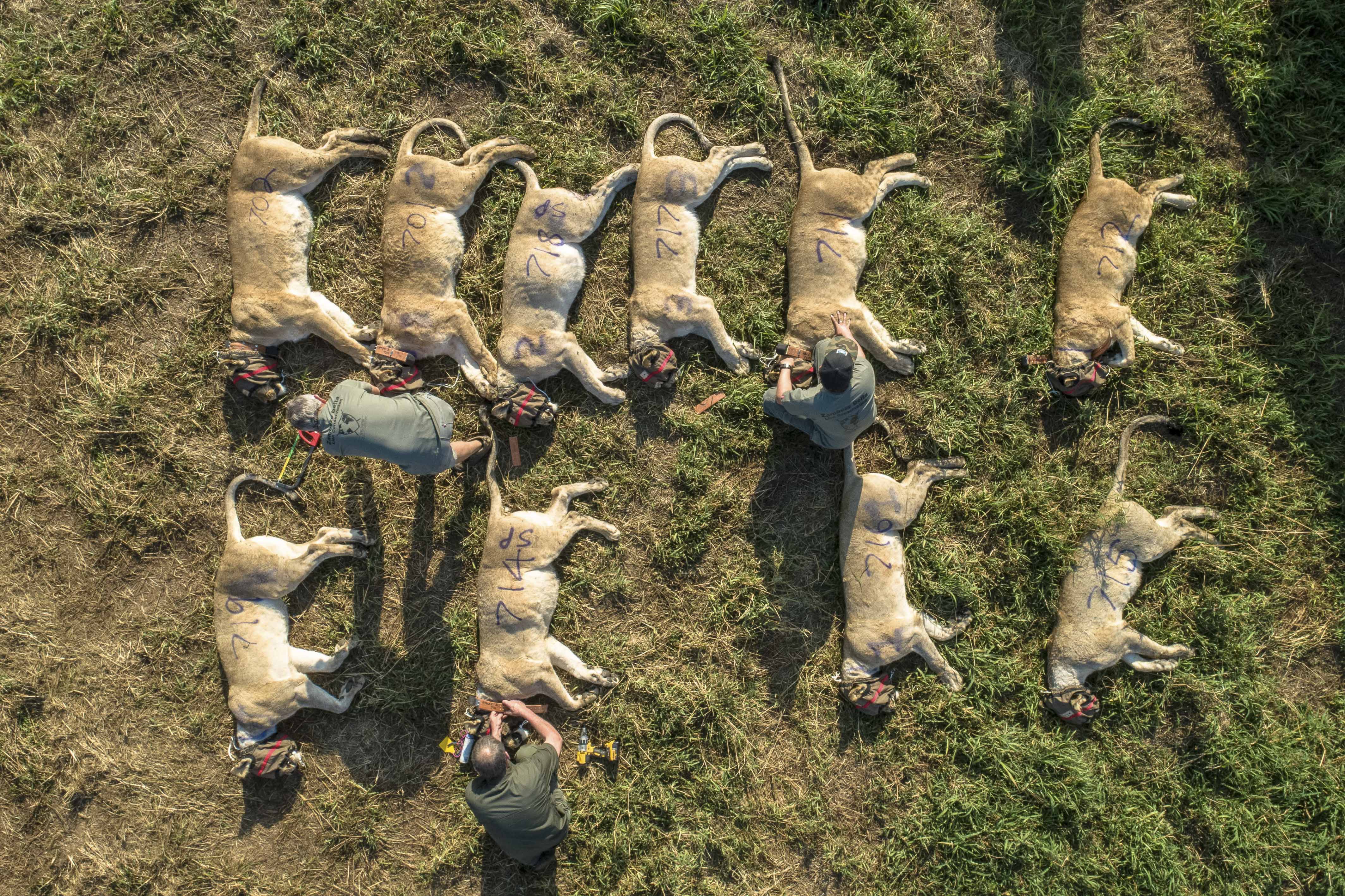 Львов готовят к транспортировке в заповедник Zabeze Delta Conservation в Южно-Африканской Республике. Из-за браконьеров на этой земле на протяжении десятков лет не обитало ни одного хищника. Зоозащитники отобрали львов с хорошей родословной — их поместили в большой вольер и держали вместе в течение шести недель, чтобы животные привыкли друг к другу. Программа началась в 2018 году, и с тех пор количество львов в заповеднике утроилось. Фотографией в мае поделился координатор зоозащитной организации Иван Картер Десятки усыпленных львов готовят к транспортировке в заповедник Zabeze Delta Conservation в Южноафриканской республике