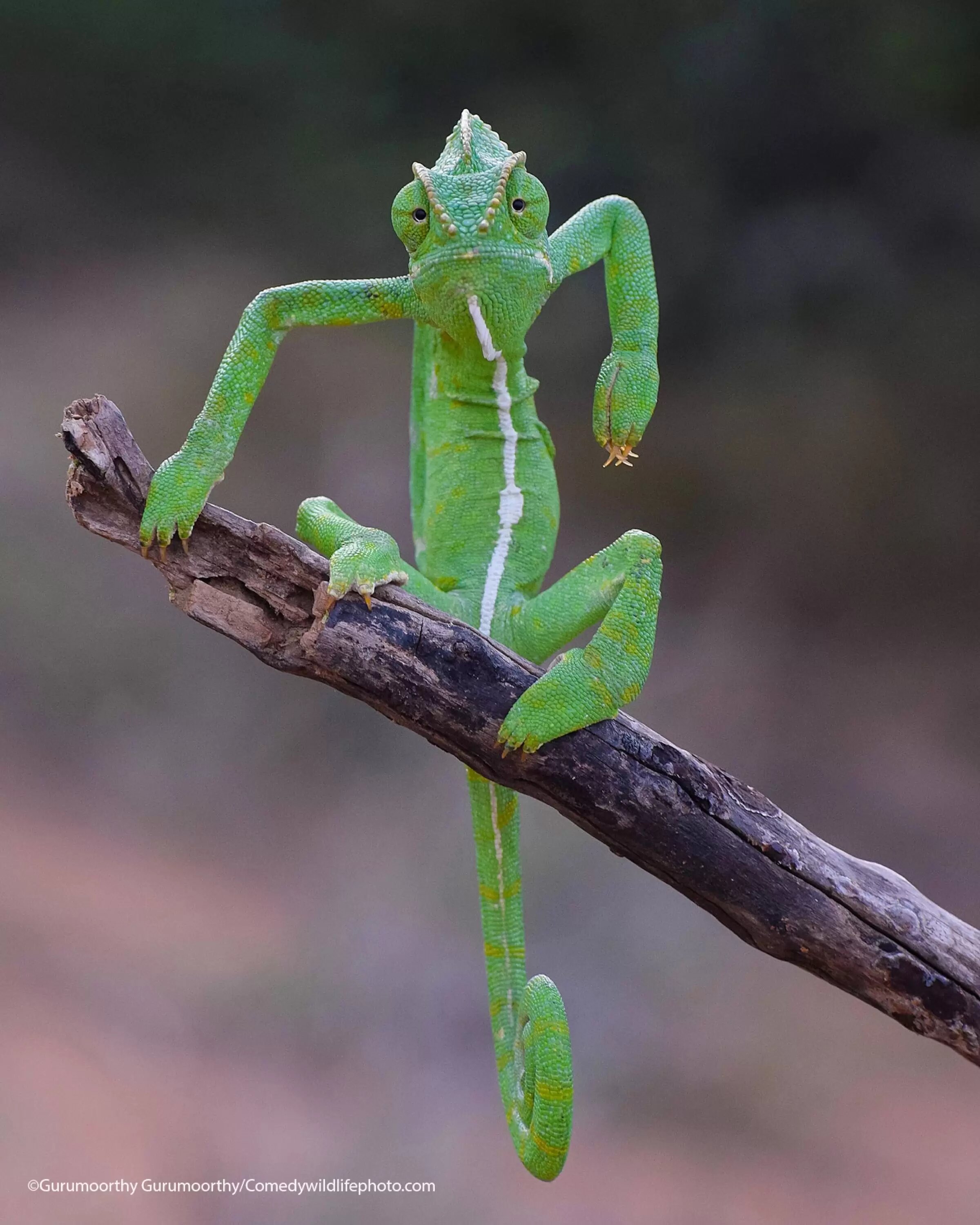 Гурумурти К сфотографировал Индийского хамелеона. Gurumoorthy Kwith their pictureThe Green StylistIndian chameleon, Western Ghats