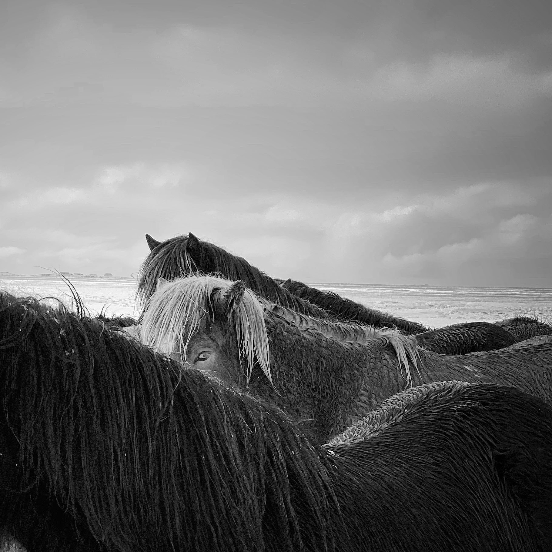 Животные, первое место 07-1st-ANIMALS-Xiaojun Zhang.