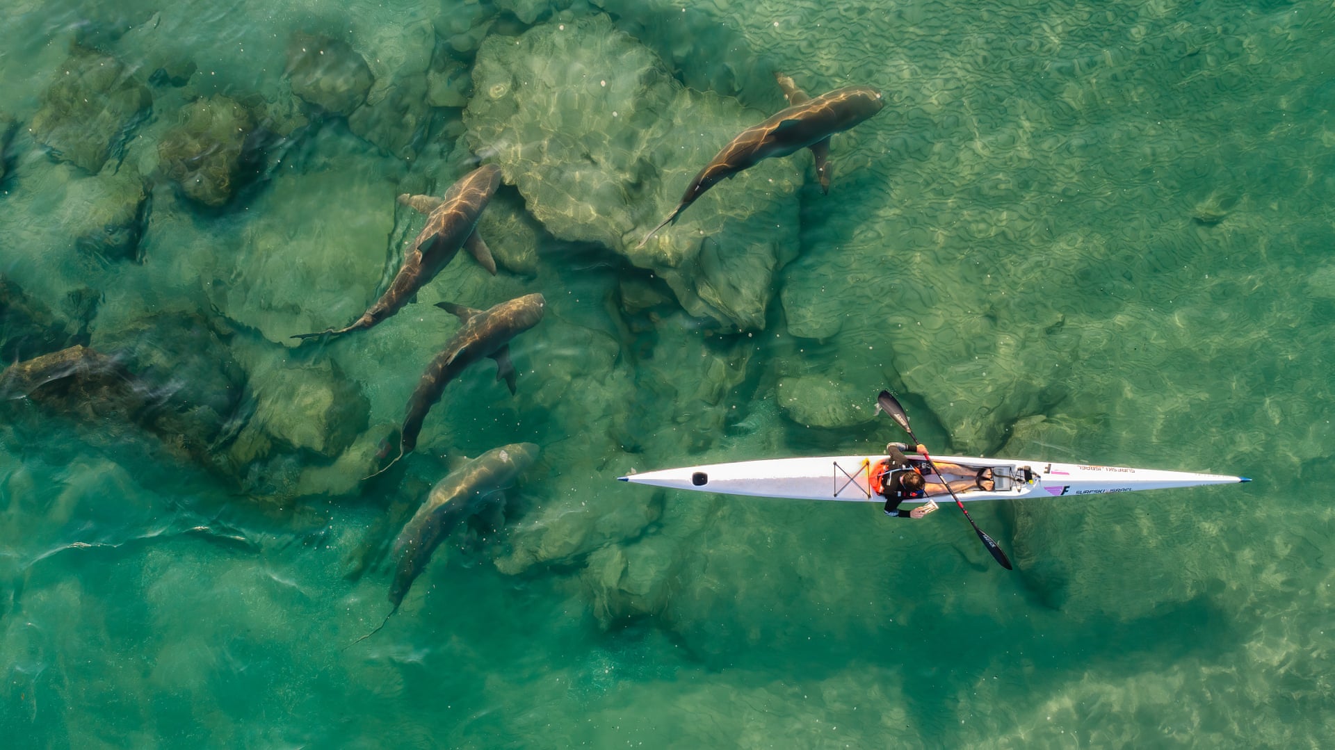 Shark Companion | Sport CommendedA lone kayaker is escorted by a group of sharks. Every year from December to April, a school of dusky sharks arrives to the area near the Hadera power station in Israel. The warm waters around the station attract fish and their predators – which in turn attract kayakers, scuba divers and swimmersPhotograph: Ido Meirovich/Drone Photography Awards 2021