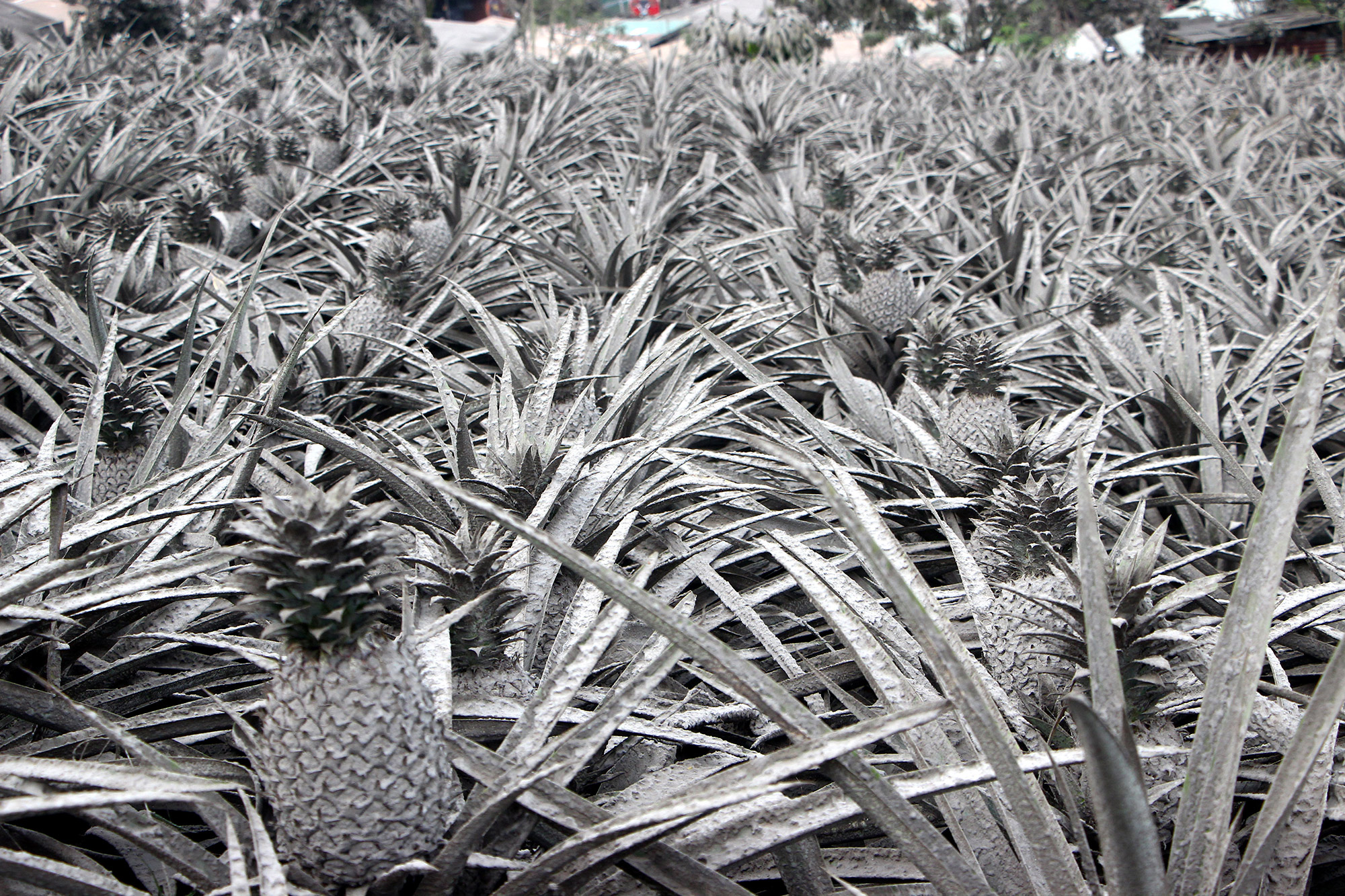 Ананасовая ферма покрыта пеплом после извержения вулкана Тааль PHILIPPINES - 2020/01/13: A pineapple farm covered with ash after Mt Taal explosion. Tonight the whole town of Tagaytay City was impost a full evacuation after several tremor experiences. According to the farmers the pineapples are already damage and cant be harvested. (Photo by Gregorio B. Dantes Jr./Pacific Press/LightRocket via Getty Images)