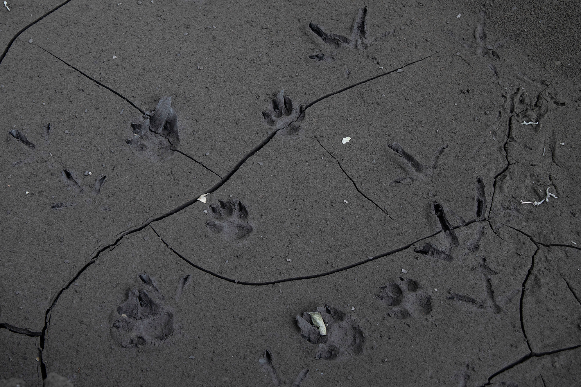 LAUREL, PHILIPPINES - JANUARY 14: Footprints of different animals are seen on a road covered in volcanic ash from Taal Volcano's eruption on January 14, 2020 in Laurel, Batangas province, Philippines. The Philippine Institute of Volcanology and Seismology raised the alert level to four out of five, warning that a hazardous eruption could take place anytime, as authorities have evacuated tens of thousands of people from the area. An estimated $10 million worth of crops and livestock have been damaged by the on-going eruption, according to the country's agriculture department. (Photo by Ezra Acayan/Getty Images)