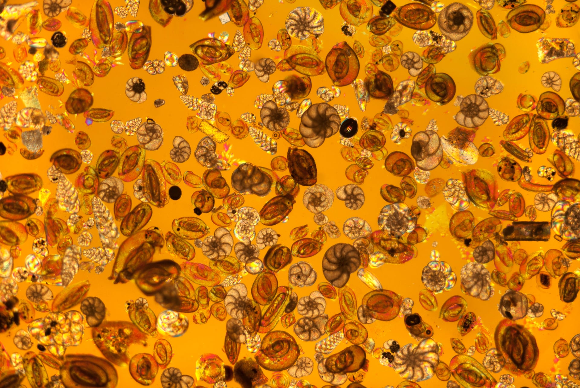 Steve Lowry/Royal Society of Biology Steve Lowry/Royal Society of Biology