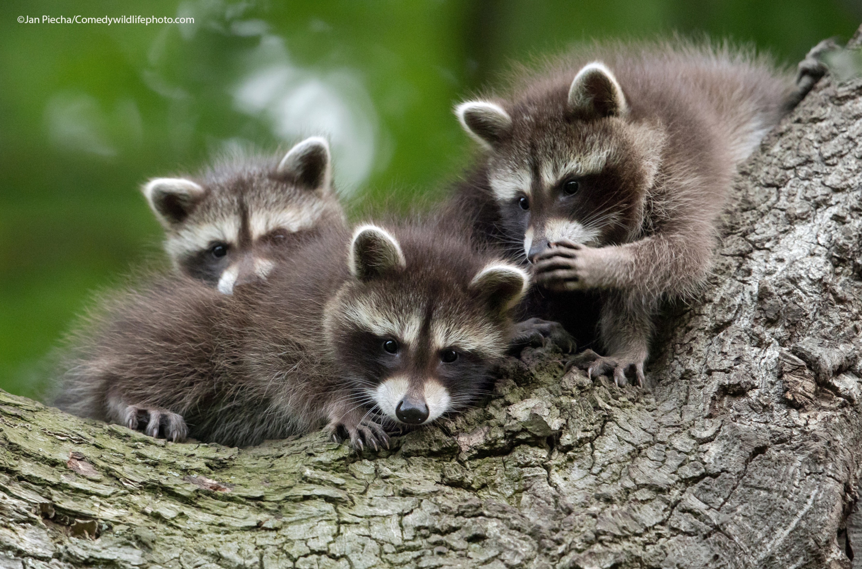 Фотограф Ян Пьеха подслушал группу енотов. Jan Piechawith their pictureChinese whispers“The little raccoon cups are telling secrets to each other”