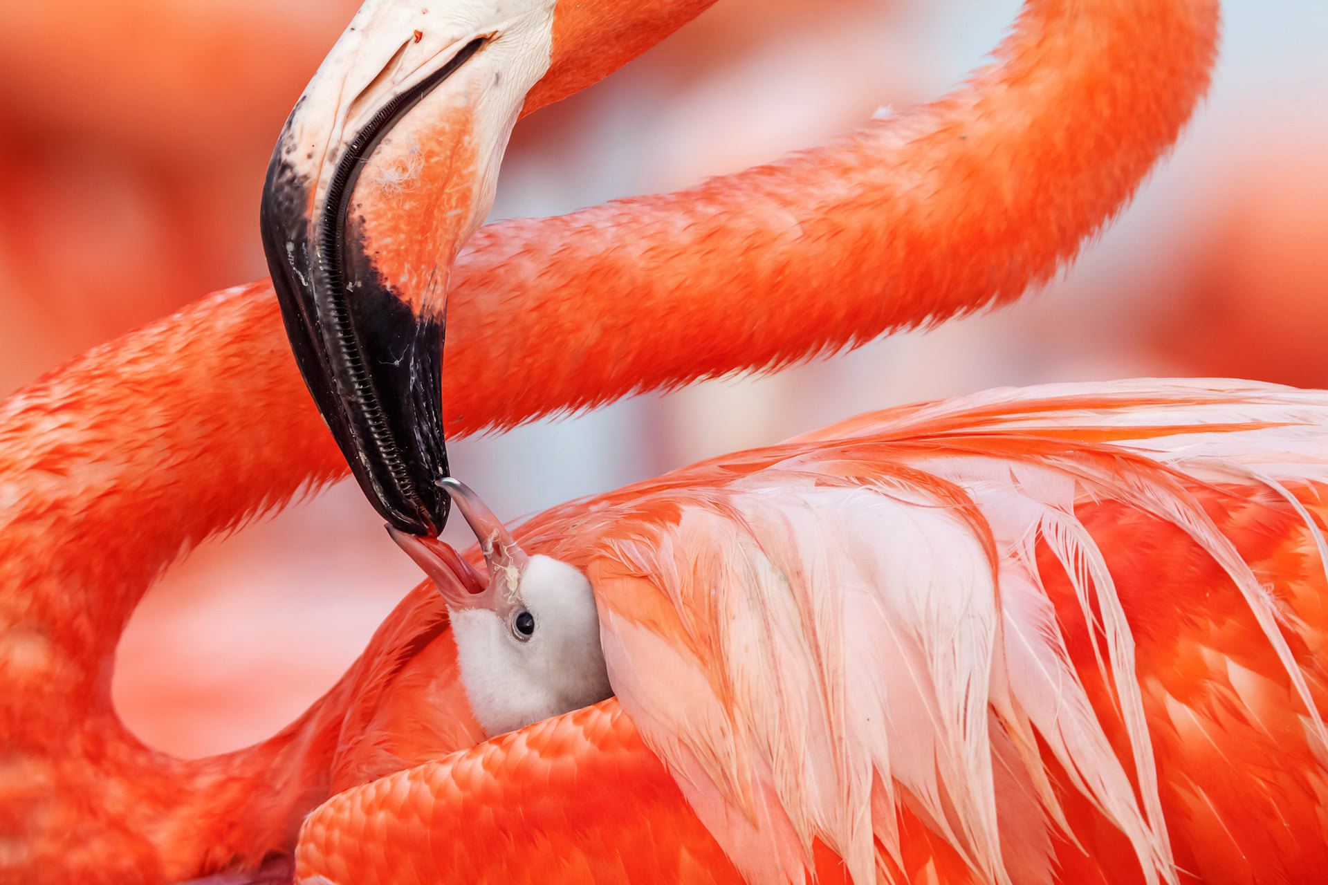 Карибские фламинго в объективе мексиканского фотографа Клаудио Контрераса Кооба Beak to Beak by Claudio Contreras Koob (Mexico)Ría Lagartos Biosphere Reserve in the state of Yucatán is home to Mexico’s largest flock of Caribbean flamingos. This chick, which is less than five days old, will stay in its nest for another day or so before it joins a crèche of other baby birds that wander around the colony searching for foodPhotograph: Caludio Contreras Koob/2019 Wildlife Photographer of the Year