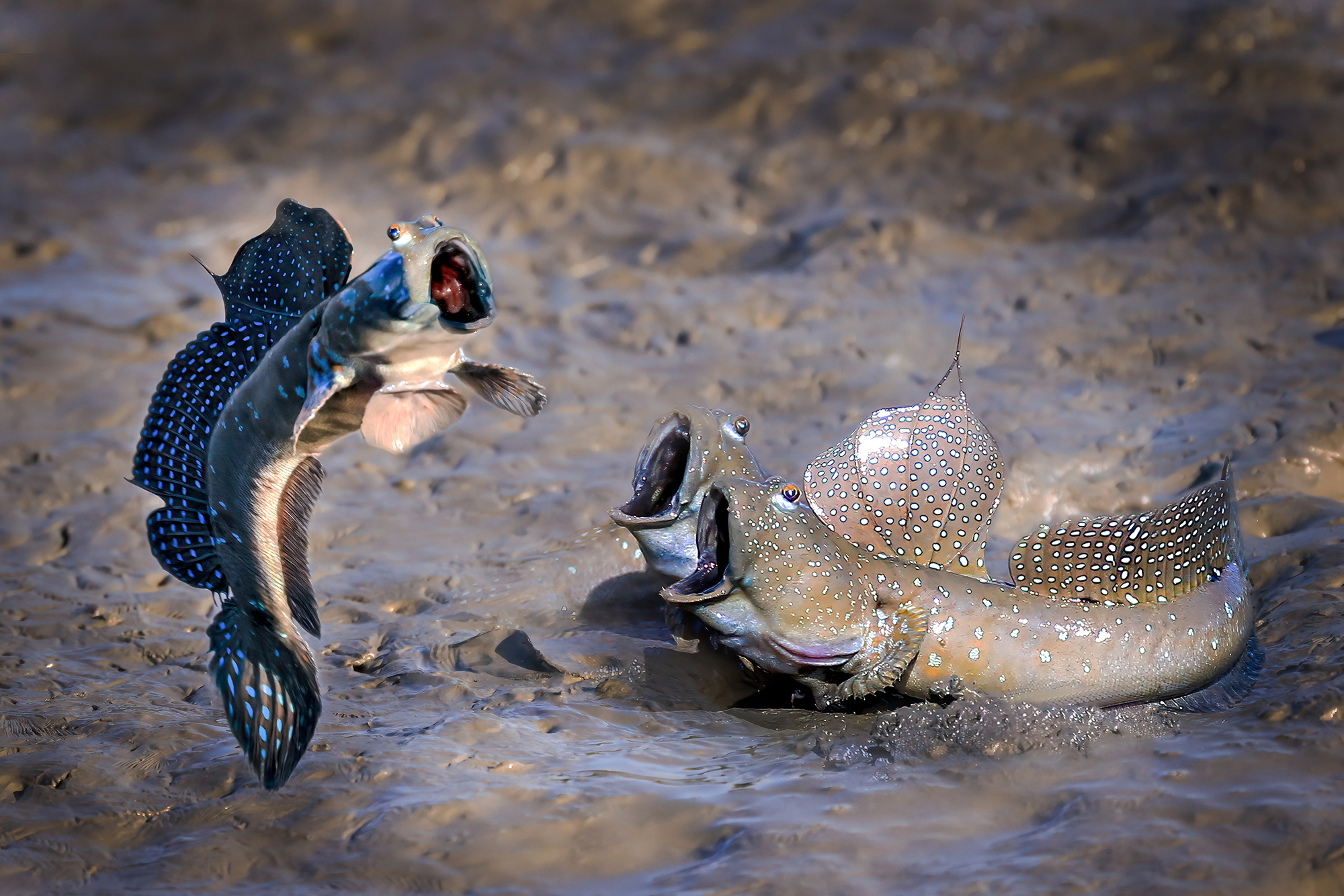 hu han linwith their pictureSee who jumps highMudskipper, Taiwan