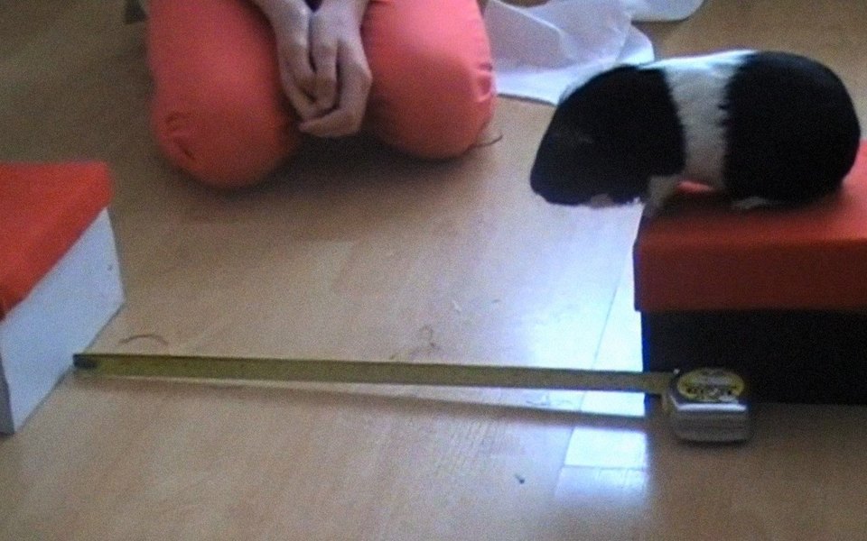 Видео дня